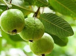 Guava